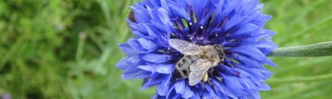 Bienen – die erstaunlich­sten Wunder­wesen